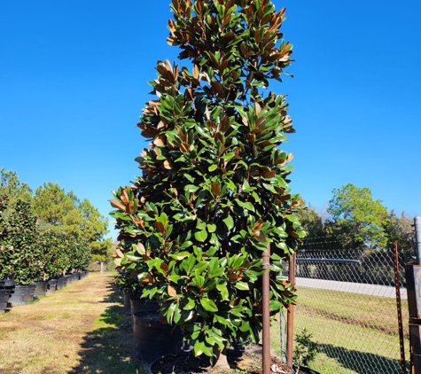 Estrada's Garden Center - Rosharon, TX