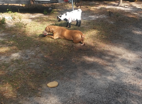 Safe Animal Shelter - Middleburg, FL. Naughty sweet dog belongs to my son please help