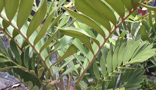 Premier Palms Nursery - Mariginiup, WA