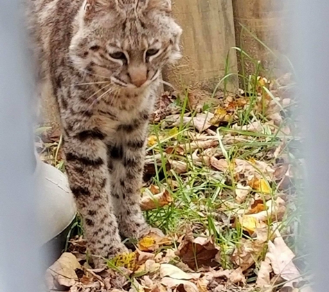 Safari Junction, Home Of Valley Exotics - Eaton, OH. Mr. Cuddles