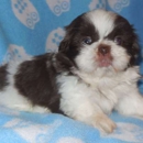 Spring Grove Shih Tzu - Pet Boarding & Kennels