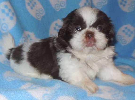 Spring Grove Shih Tzu - Bonneau, SC