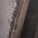 ProTech pest control & termites - Pest Control Services