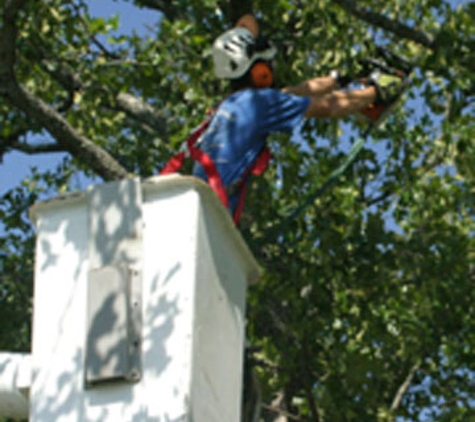 Straight Cut Tree - Logansport, IN