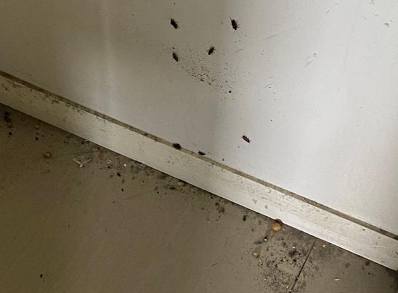 Armani Pest Control - Wentworthville, NSW. infestation behind fridge