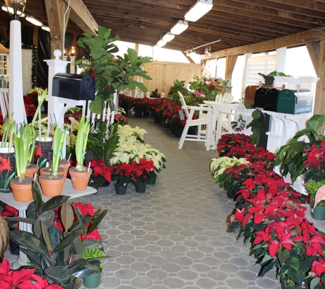 Kale's Nursery & Landscape Service - Princeton, NJ. Poinsettias