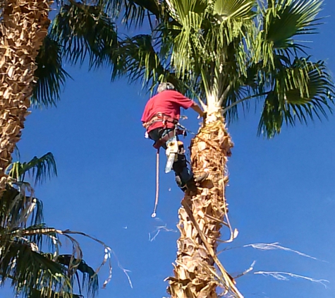 Total Tree Removal - Las Vegas, NV