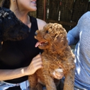 Mrs. O'Poodles & O'Shannon Poodles - Pet Services