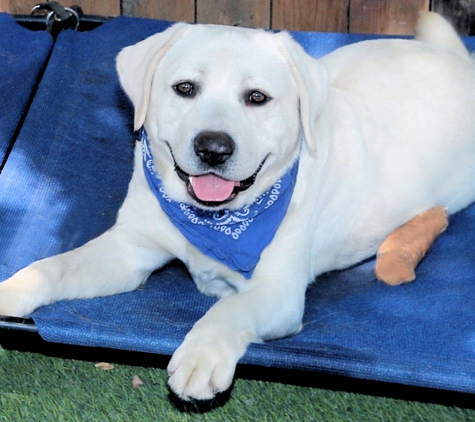 Labs To Love - Lakeside, CA. LabsToLove GrGrandson of our AKC Champion