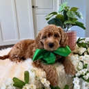Shady Oaks Puppies - Pet Breeders