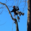 JT's Tree Service gallery