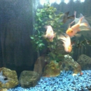 House of Fish & Pets - Pet Stores