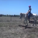 DFW Horse Training - Horse Training