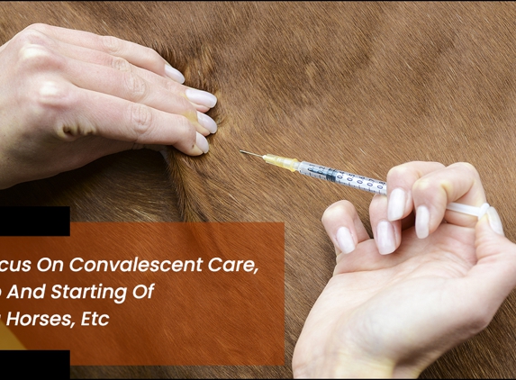 Warren Brett Equine Veterinarian - Mangrove Mountain, NSW. We Focus On Convalescent Care, Rehab And Starting Of Young Horses, Etc