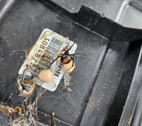 Ocg pest control Liverpool - Liverpool, NSW. Our redback issues no longer