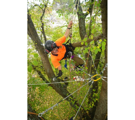 Forest & Garden Tree Services - Warrnambool, VIC. Cable & Rod Tree Bracing