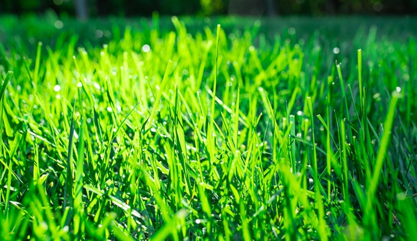 TruGreen Lawn Care - Lake Forest, IL