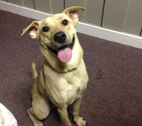 K-9 Control Training - Charleston, SC