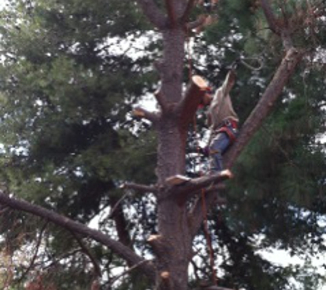 Laan's Tree Care - Temecula, CA