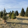 Pinestead Tree Farms