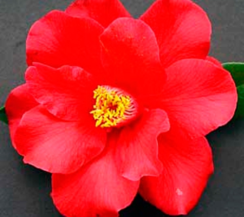 Camellia Grove Nursery - Glenorie, NSW