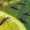 Dependable Pest Service gallery