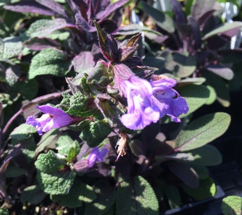 Wells Medina Nursery - Medina, WA