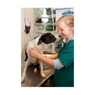 Allora Veterinary Clinic - Allora, QLD