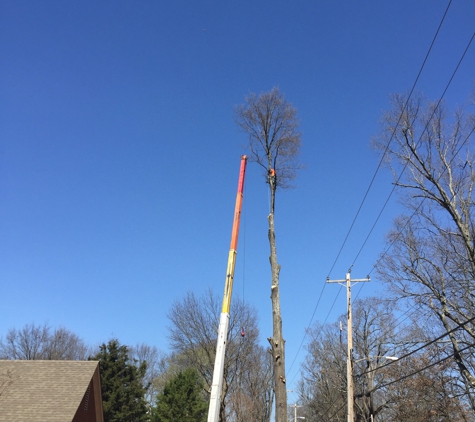 Chuck Holloway's Tree Care LLC - Drummonds, TN. Nose bleed work!