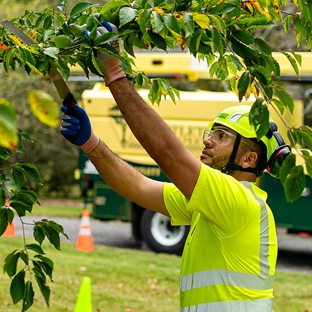 Bartlett Tree Experts - Phoenix, AZ - Mesa, AZ