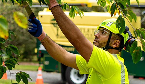 Bartlett Tree Experts - Easton, MD - Easton, MD