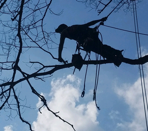 Tip Top Tree Service - West Branch, MI