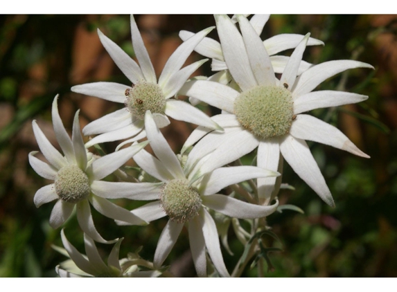 Hunter Region Botanic Gardens - Heatherbrae, NSW
