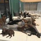 Tailwaggers Doggy Daycare