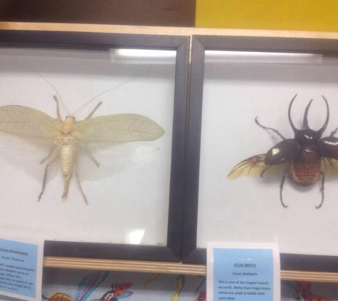 Bug Museum - Bremerton, WA