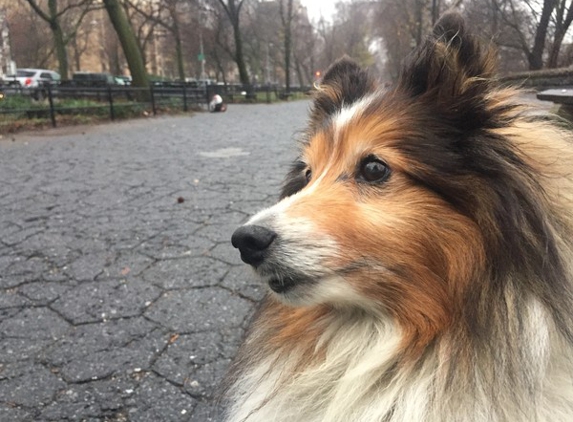 Swifto-Private Dog walking - New York, NY