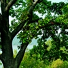 Oak Tree Service gallery