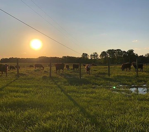 Tennessee Grass Fed Farm - Clarksville, TN