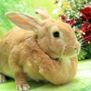 New Hanover County Rabbit Rescue of Wilmington; Inc. - Pet Services