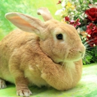 New Hanover County Rabbit Rescue of Wilmington; Inc.