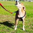 Marx's Lehigh Valley Dog Training - Pet Training