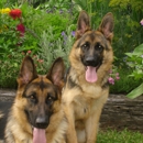 Durham Kennels - Dog Training