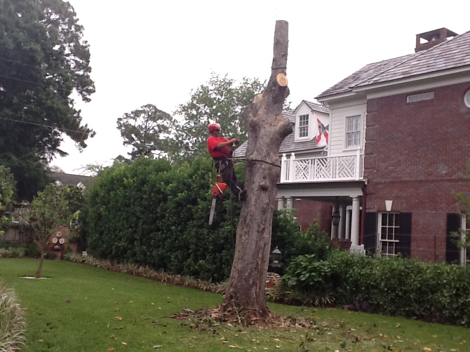 Custom Tree Surgeons - Jacksonville, FL 32207