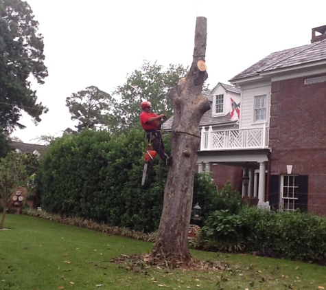 Custom Tree Surgeons - Jacksonville, FL