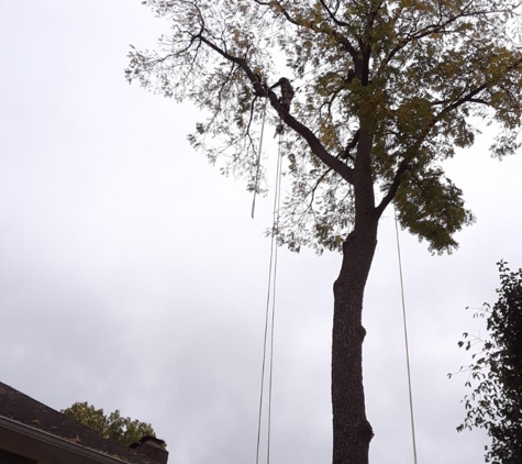 King Tree Services and Landscaping LLC - Indianapolis, IN