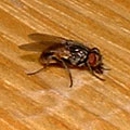 ProActive Pest Control - Pest Control Services-Commercial & Industrial