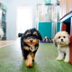 Pet Paradise Las Colinas