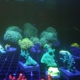 Corner Cove Corals