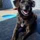 Dog's Life On Damen