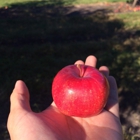 Minnesota Harvest